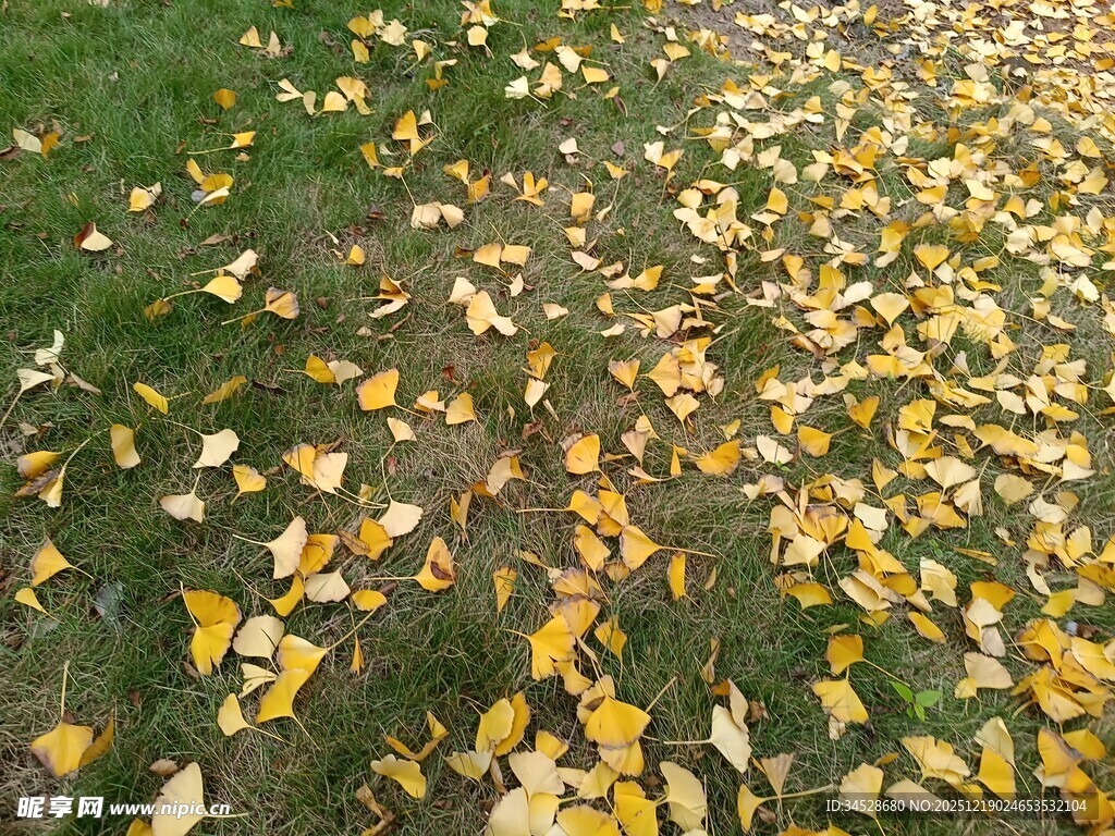 秋日草地银杏落叶美景