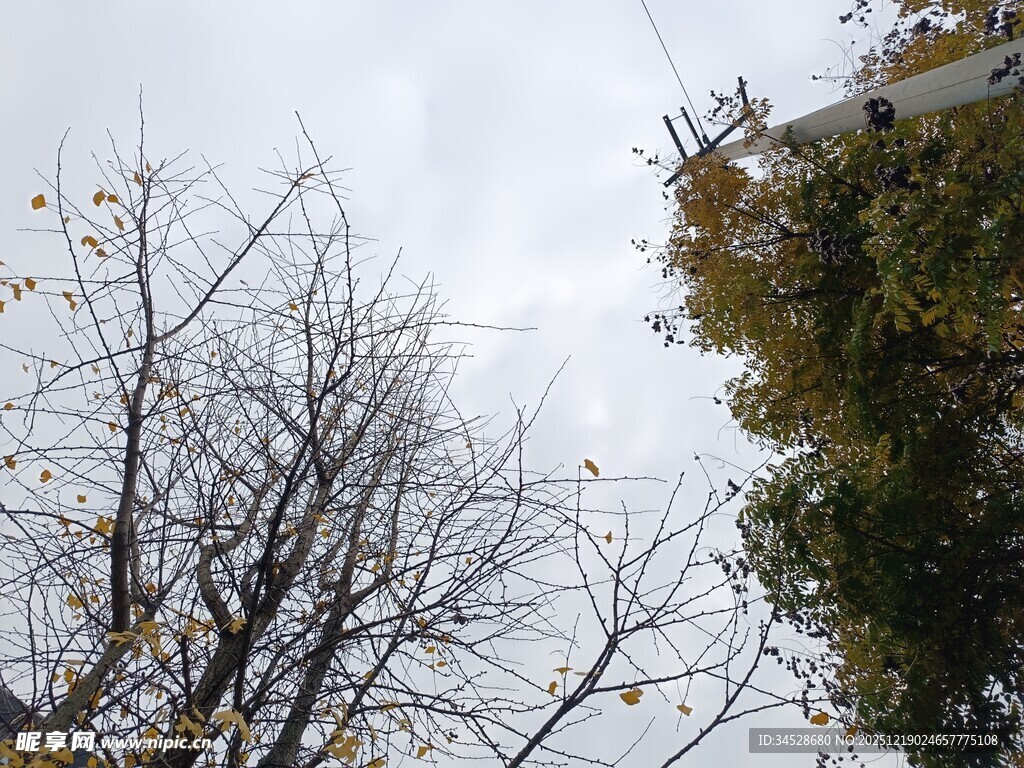 仰视天空中的树木景象