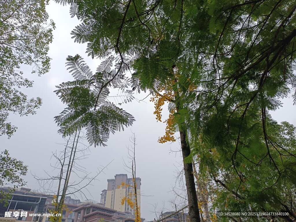 透过枝叶望远处建筑