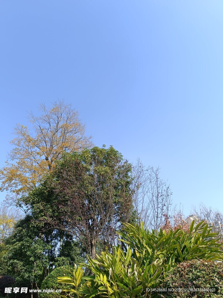 蓝天绿树风景图