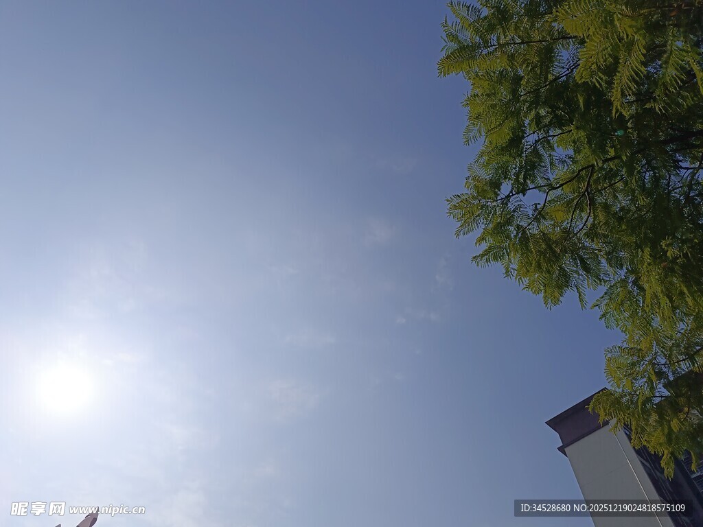 阳光下的绿树与建筑