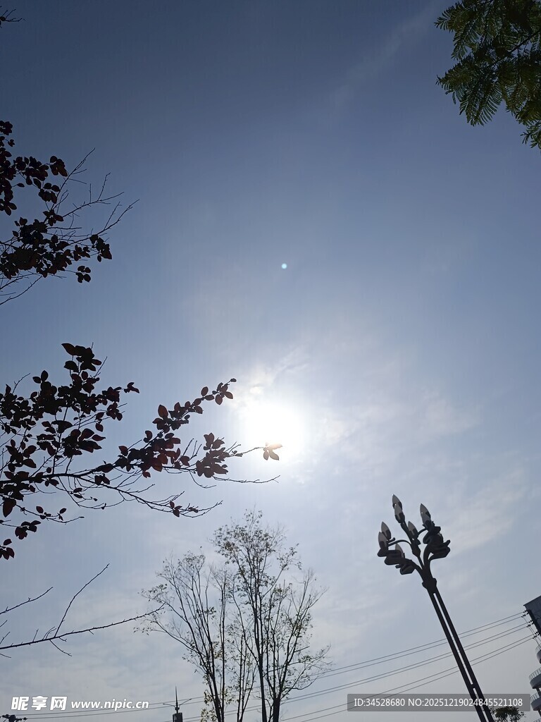 阳光下的树梢与电杆