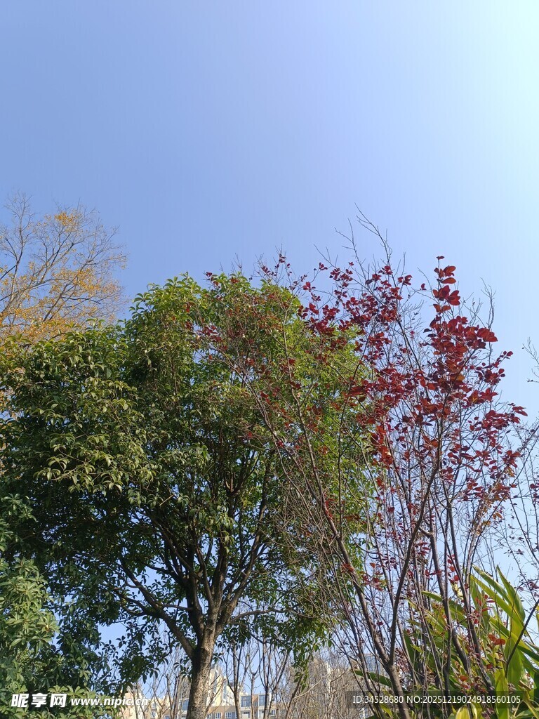 秋日多彩树木景致