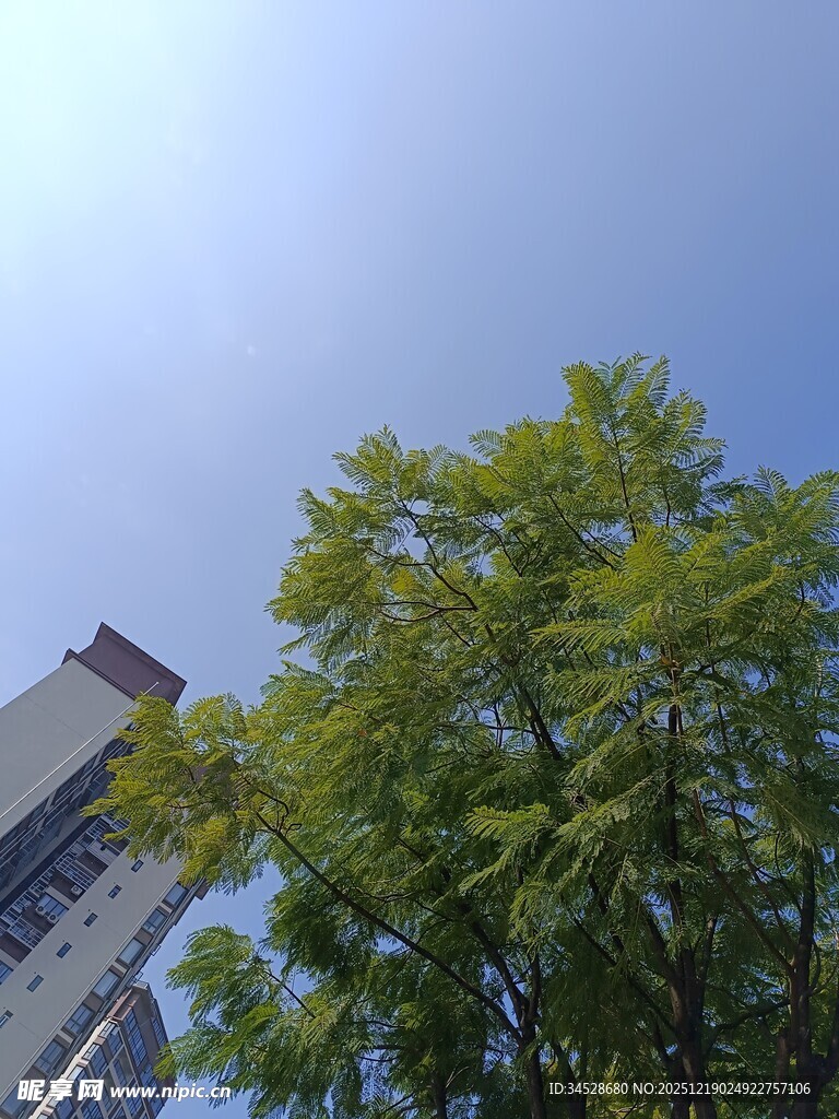 蓝天绿树旁的高楼