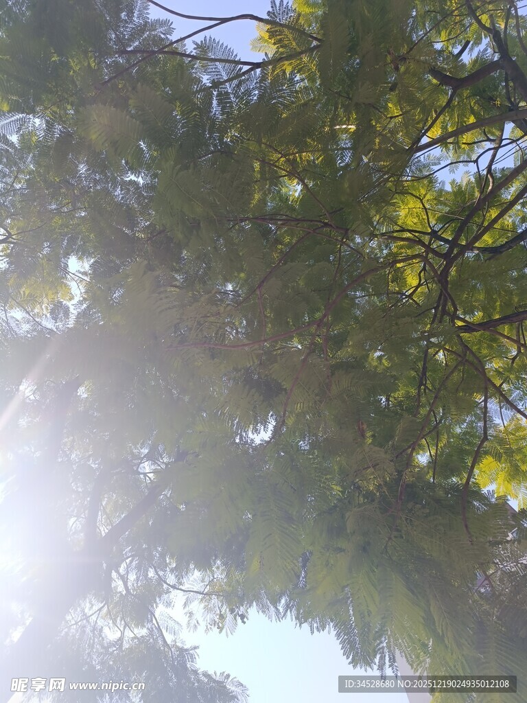 阳光透过树叶的自然景象