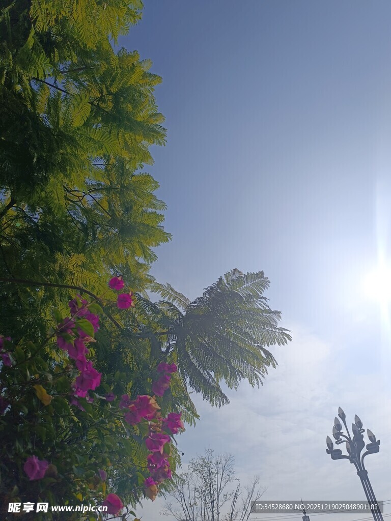 阳光下繁花绿树蓝天景象