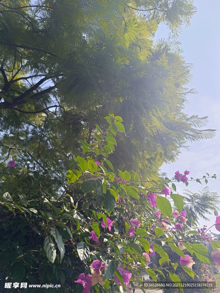 阳光洒落繁花绿树间