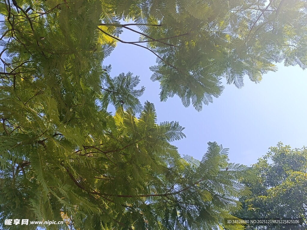 仰视绿叶间的晴朗天空