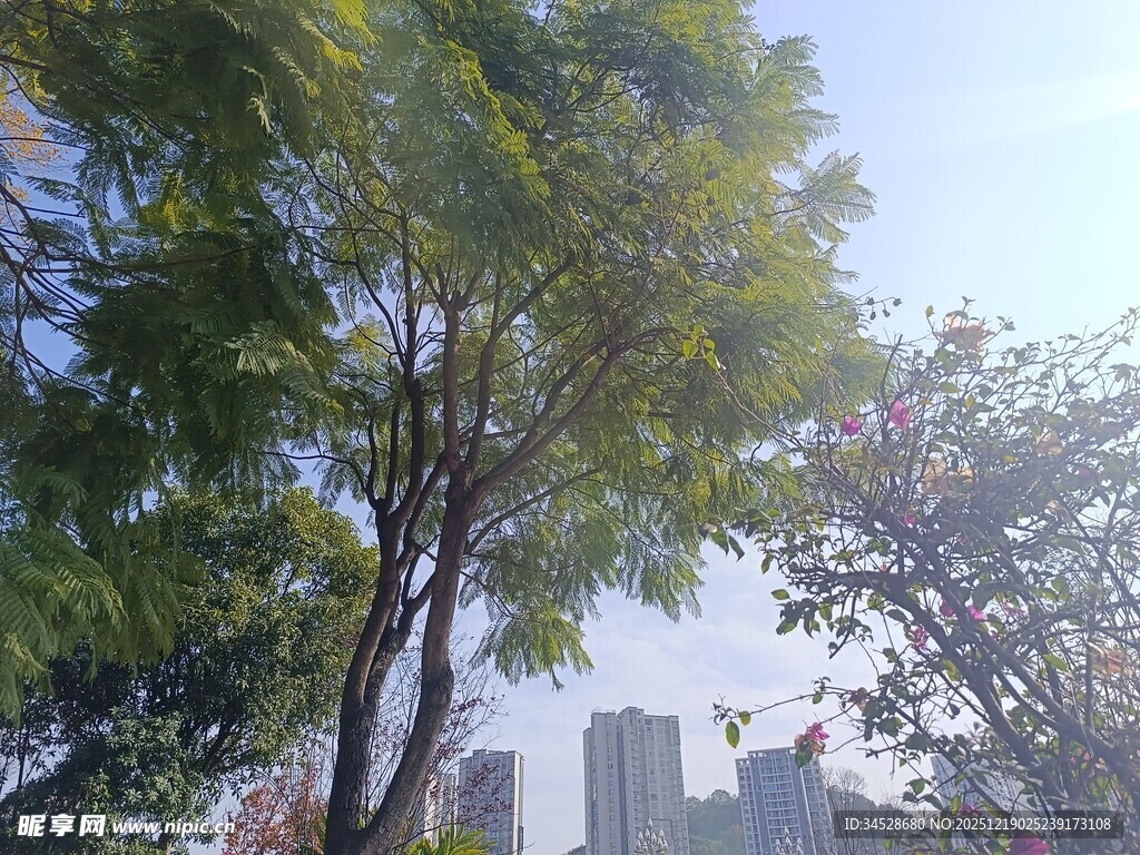 城市中葱郁树木与高楼