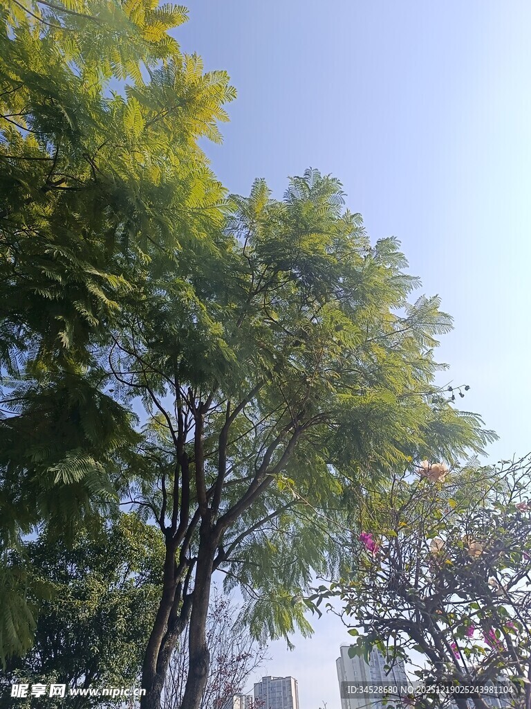 阳光下的绿树景观