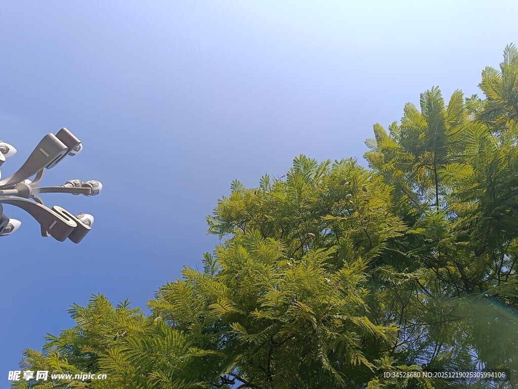 树梢上的蓝天与飞鸟