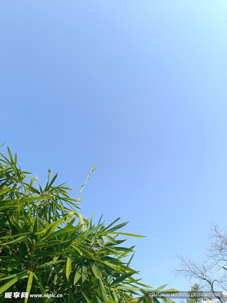 蓝天映衬下的翠绿竹叶