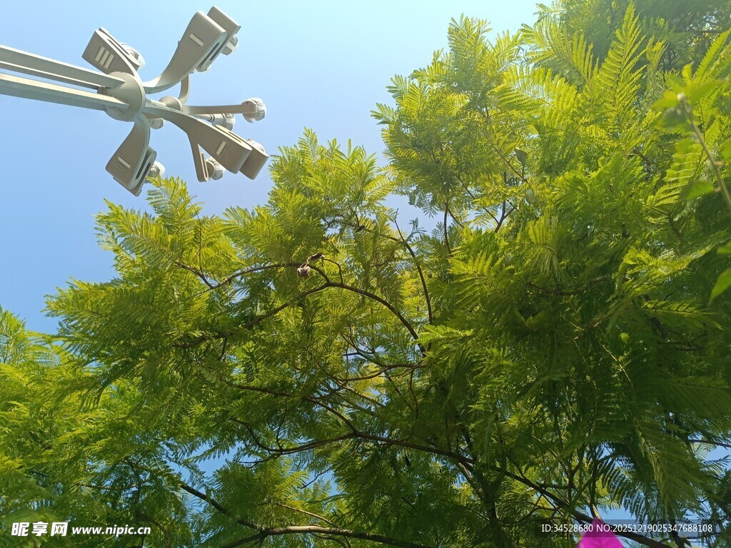 蓝天绿树间的户外灯具