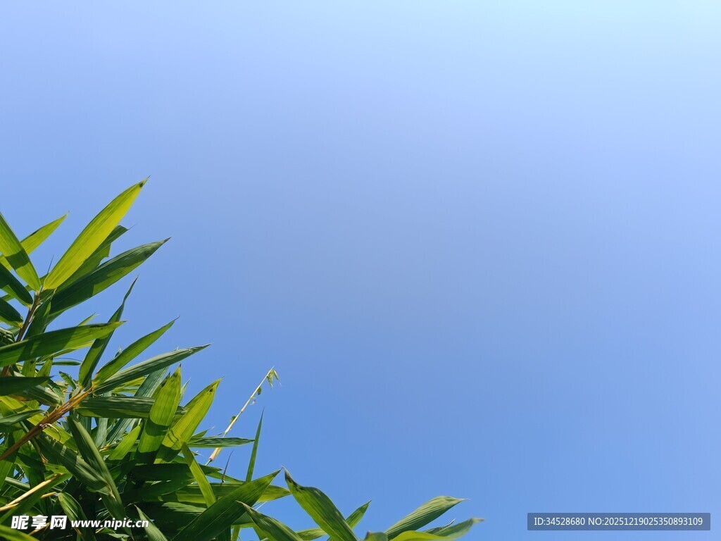 蓝天映衬下的翠绿竹叶