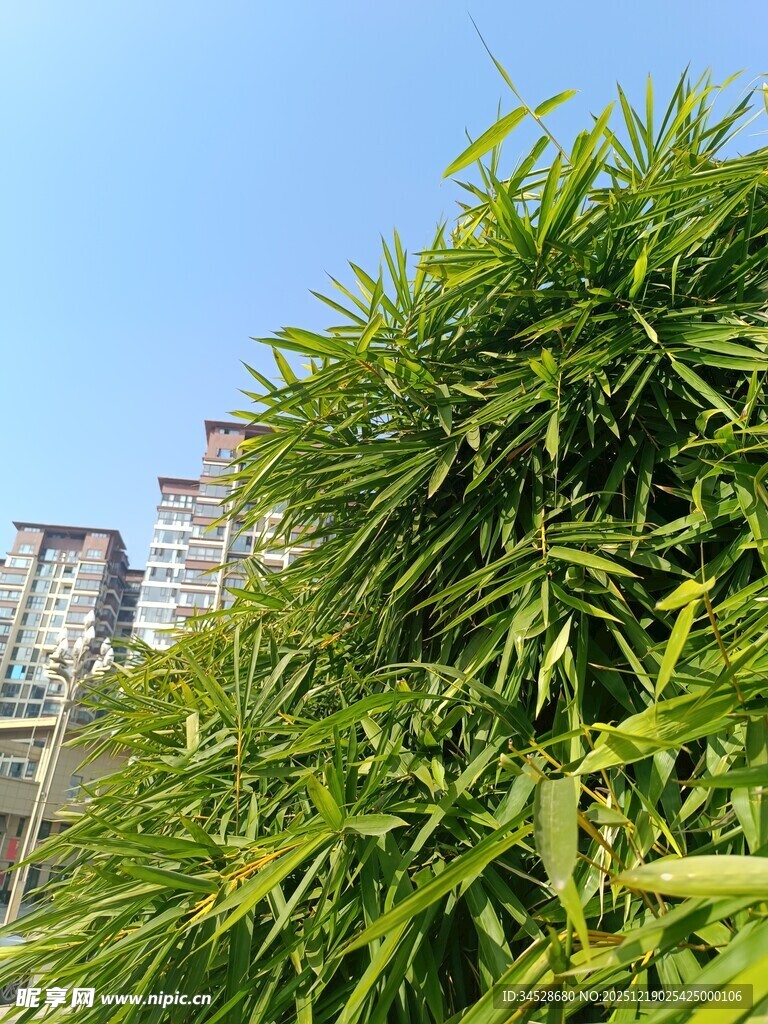 城市中茂盛的绿色植物