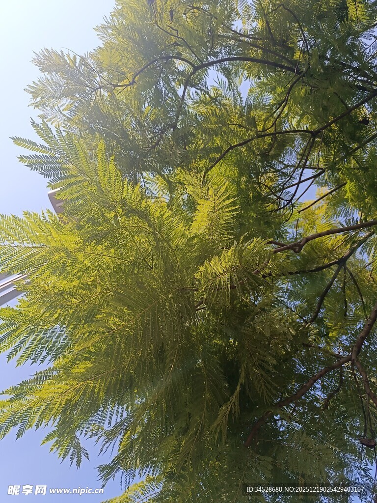 阳光下的翠绿枝叶