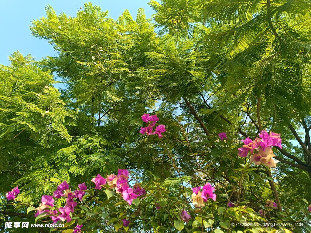 绿叶间绽放的艳丽紫花