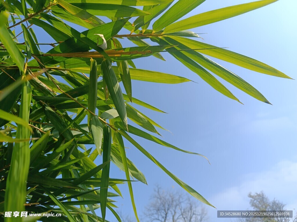 蓝天映衬下的翠绿竹叶