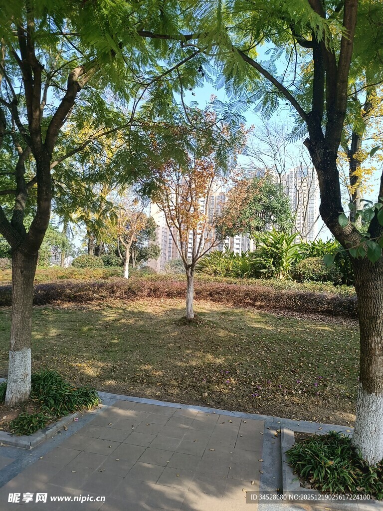 秋日公园林荫小道景致