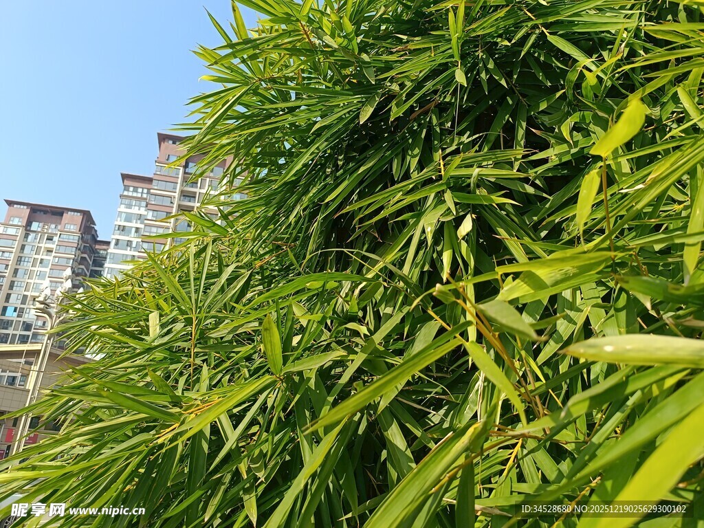 翠绿竹林与背后高楼景观
