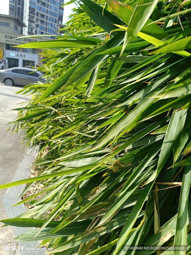 路边翠绿茂盛的植物