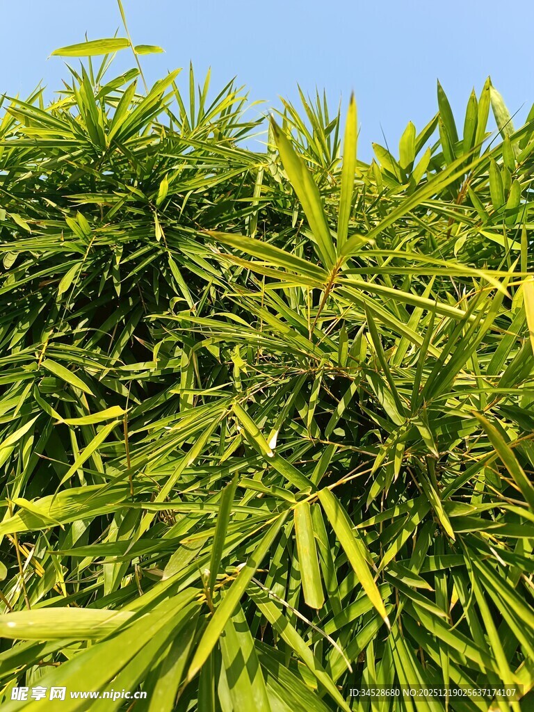 翠绿竹叶在蓝天映衬下