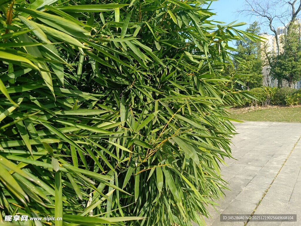 翠绿竹林旁的平坦小道