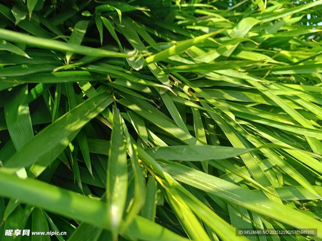 翠绿葱茏的细长草叶