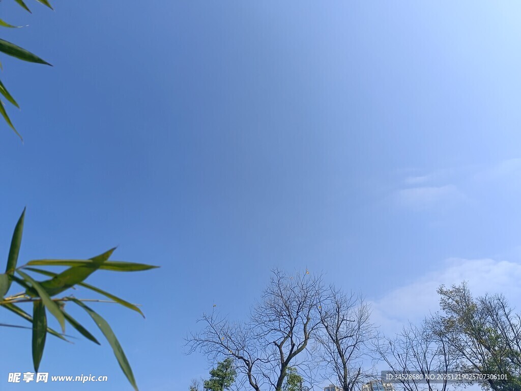 蓝天翠竹下的清新景致