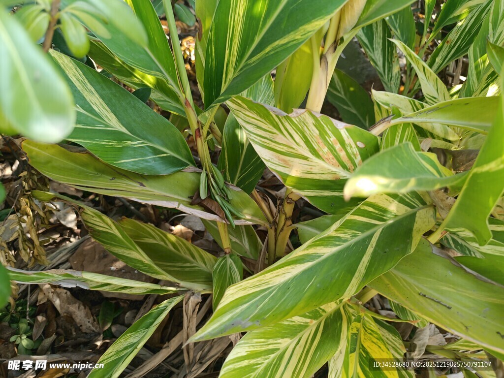 黄绿相间的斑斓叶片植物
