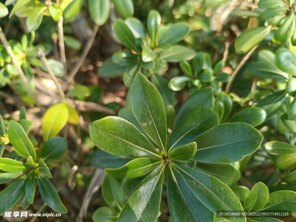 绿叶丛生的植物景观