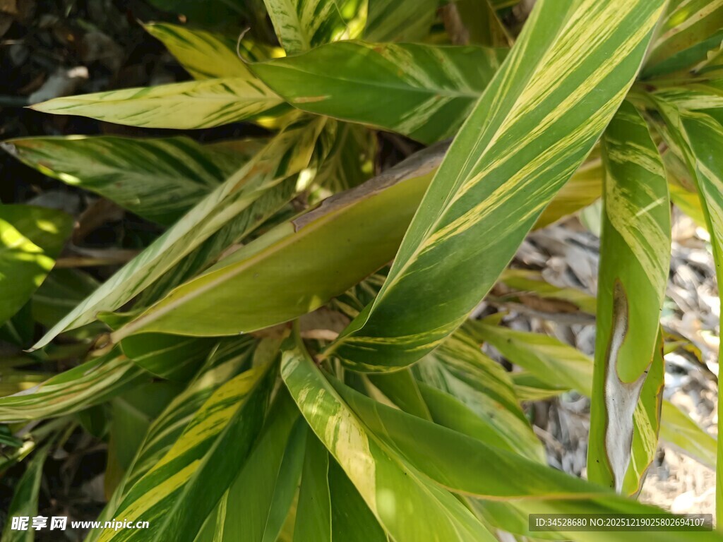 翠绿斑斓的植物叶片