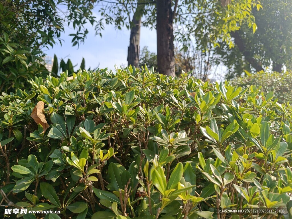 阳光下的繁茂绿植景观