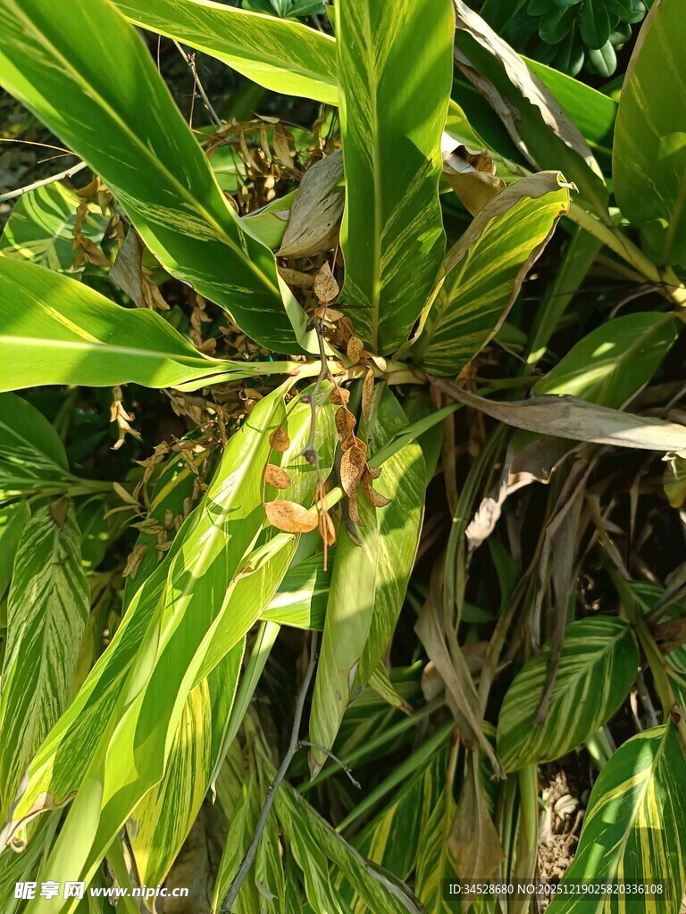 绿叶丛中的小昆虫