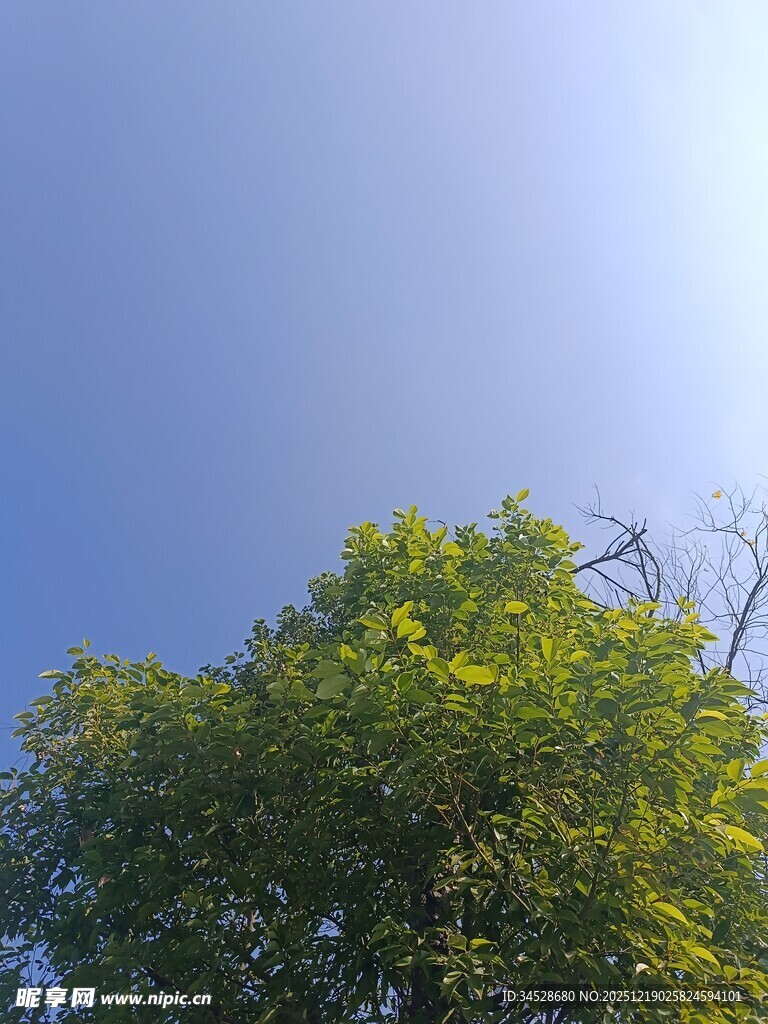 蓝天绿树的清新景致