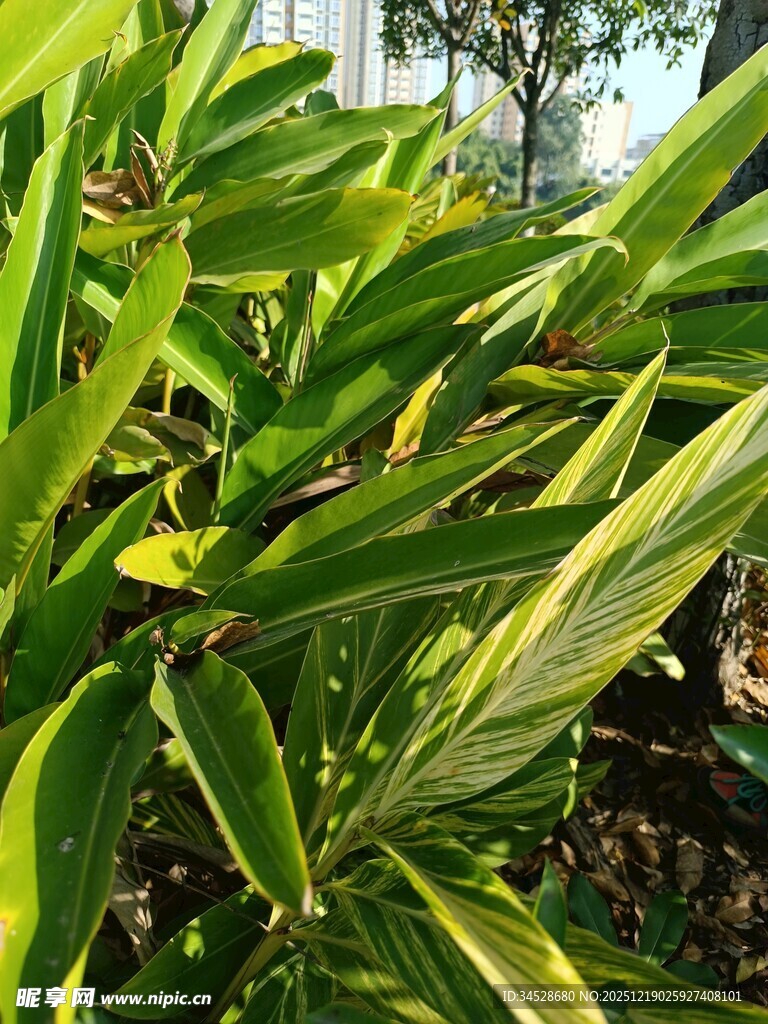 翠绿斑斓的观叶植物