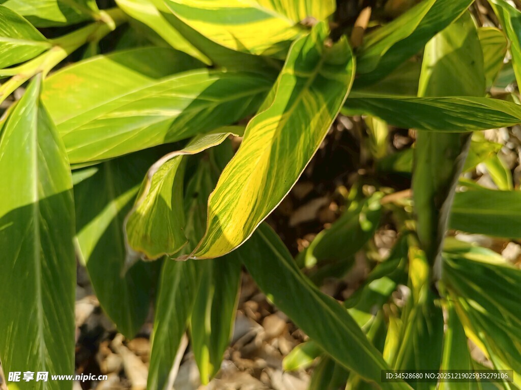 黄绿相间的植物叶片
