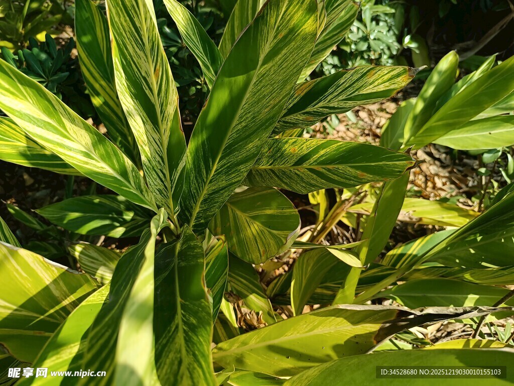 翠绿斑斓的热带观叶植物