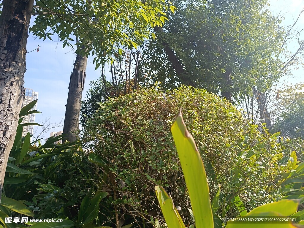 阳光照耀下的繁茂丛林