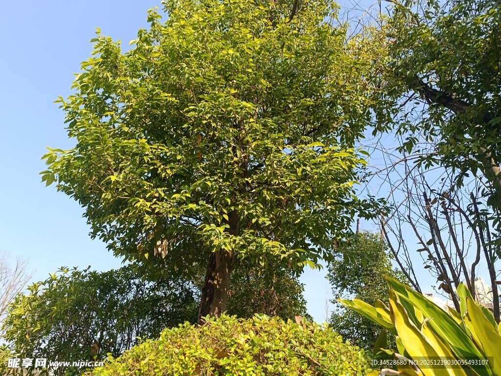 葱郁绿树与周边植物景观