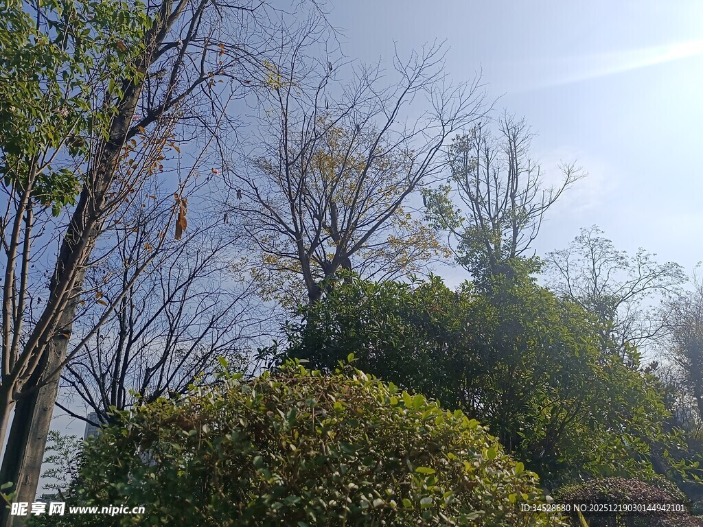 户外树林绿植风景图