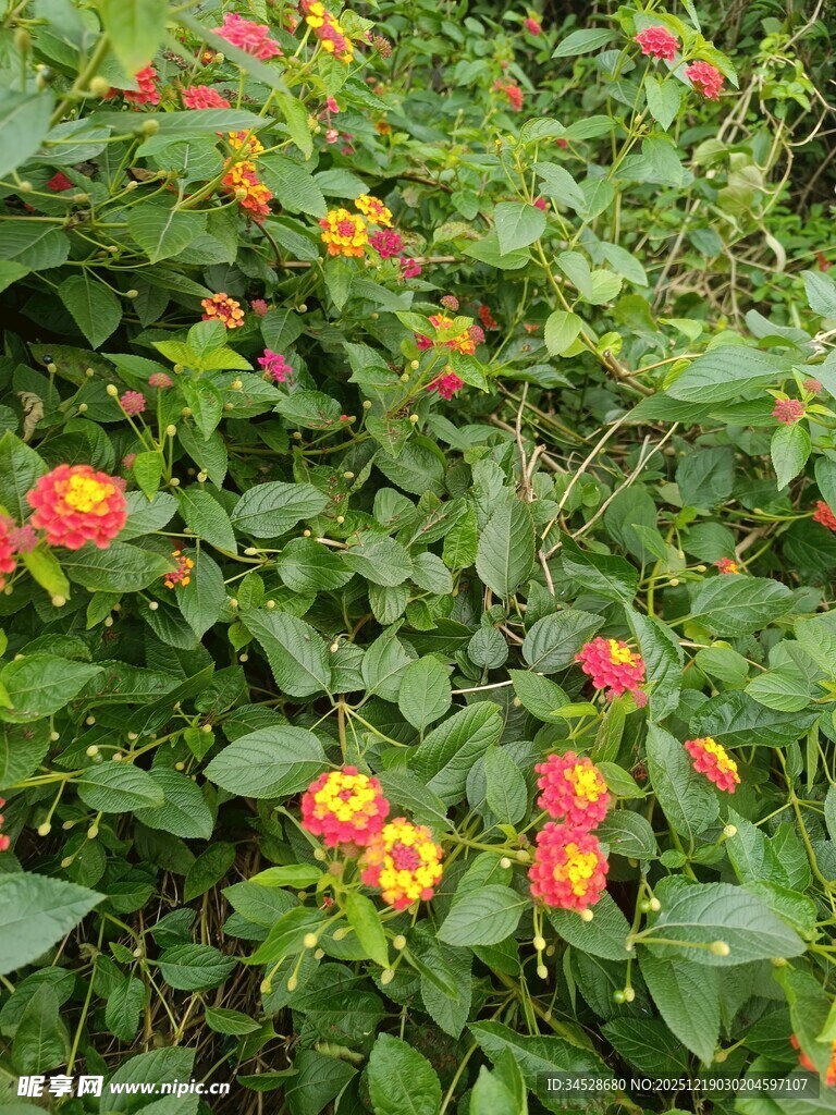 多彩花卉绽放于绿叶间