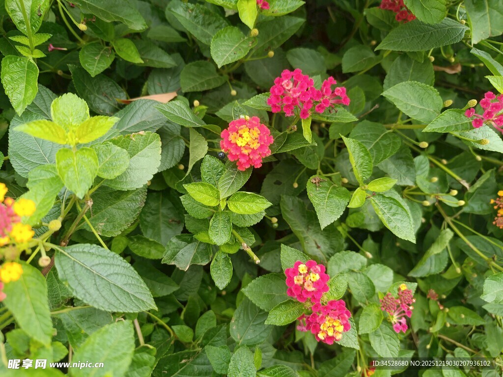 鲜艳多彩花卉绽放