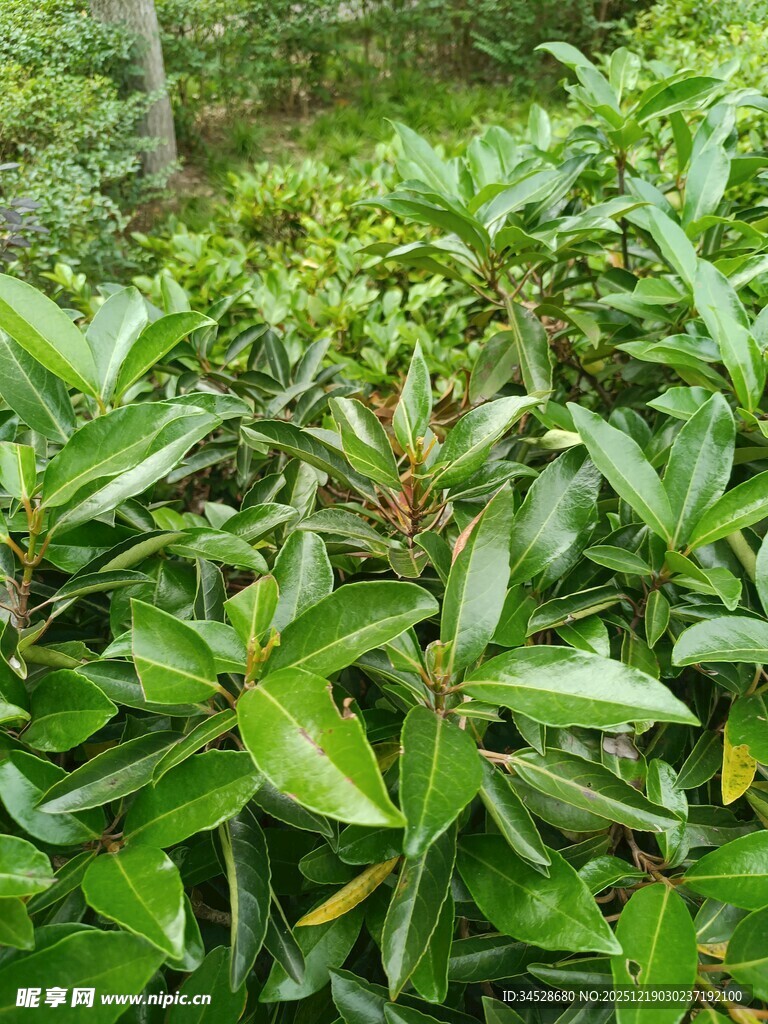 绿叶繁茂的绿植景观