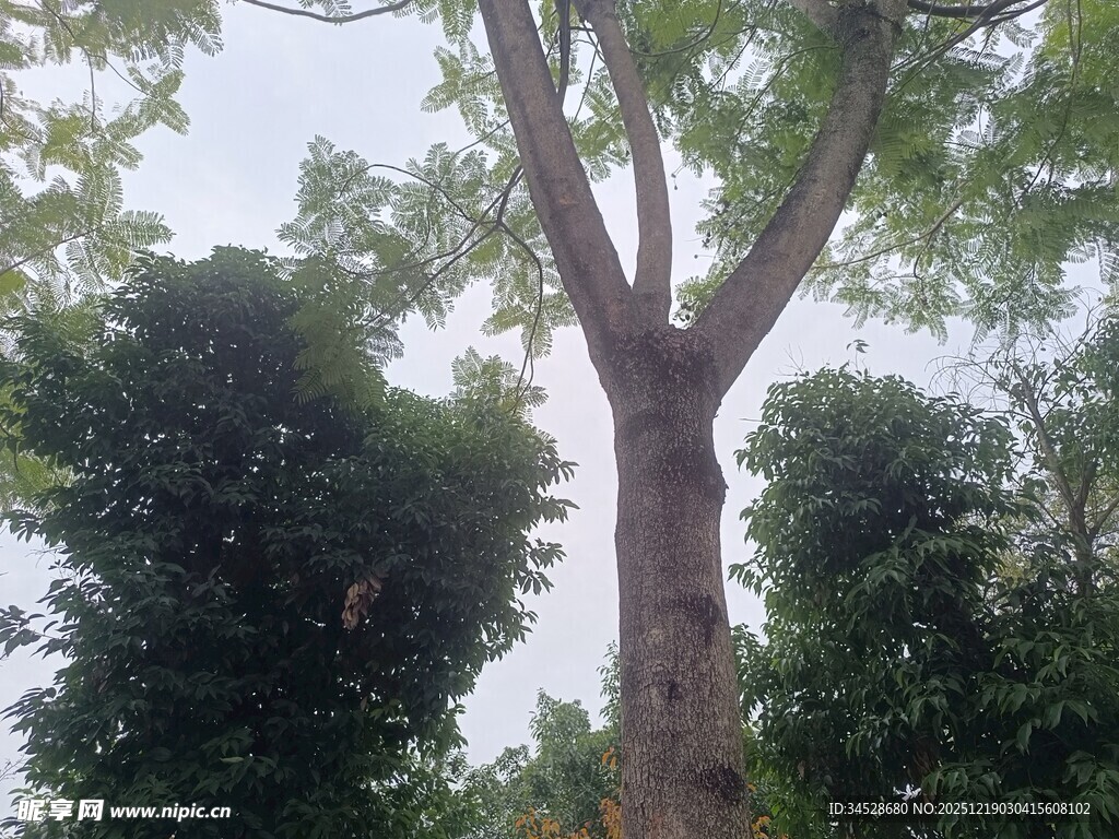 高大挺拔的树木景观