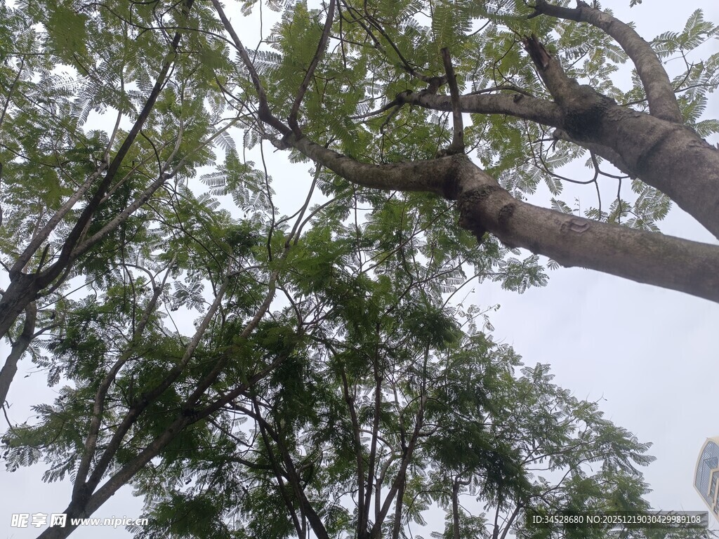 仰视繁茂树木枝叶