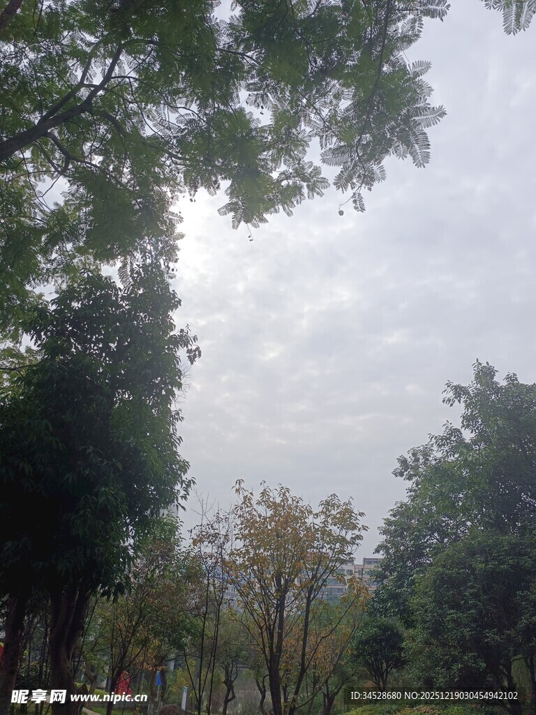 林间树木与天空景色