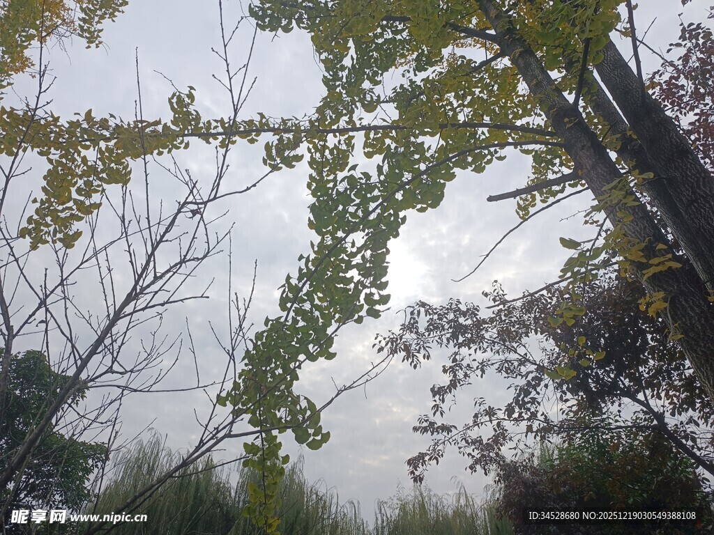 林间树梢处的朦胧景致