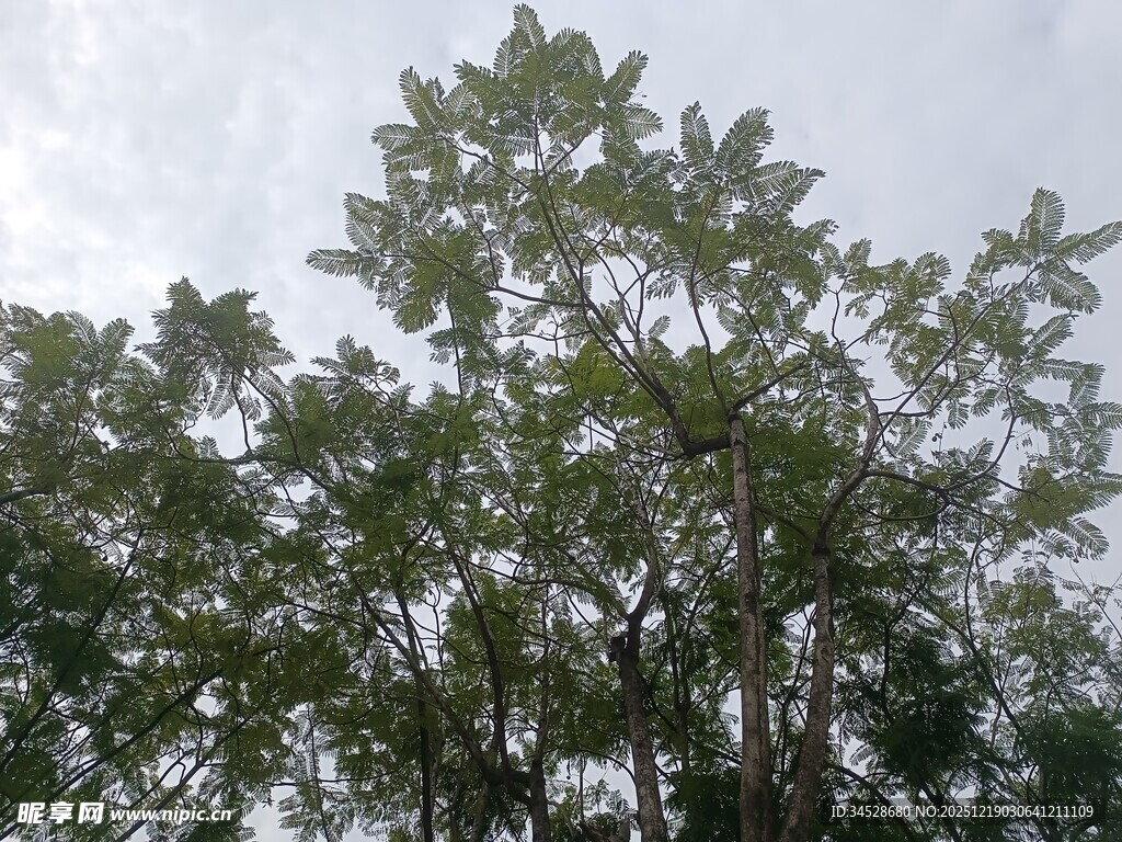 高大树木沐浴于天空之下