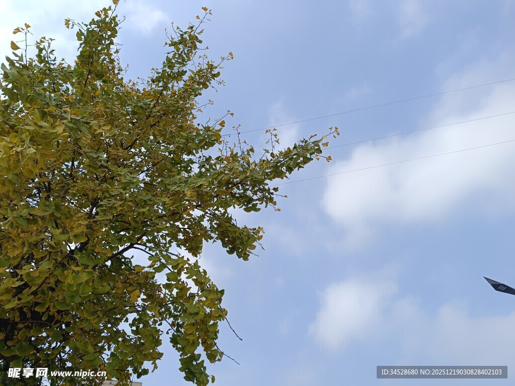 蓝天绿树间的飞鸟